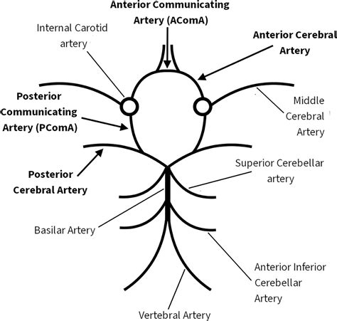 Posterior Spinal Artery Circle Of Willis