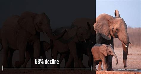 Зэрлэг амьтдын тоо толгой 68 хувиар цөөрчээ | WWF