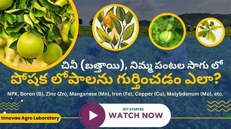 Npk Boron Zinc Manganese Iron Copper Molybdenum ఇతర పోషక లోపాలను గుర్తించడం ఎలా Part 03 Youtube