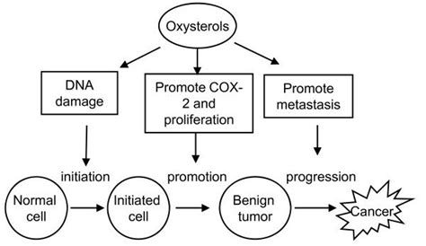 Effects Of Oxysterols On Carcinogenesis Oxysterols Exert Their Effect