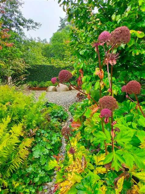 Angelica Gigas Nakai Korean Angelica World Flora Pl NtNet Identify