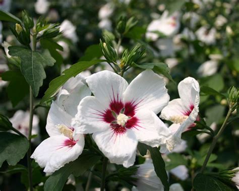 Garteneibisch Red Heart Hibiscus Syriacus Red Heart Baumschule