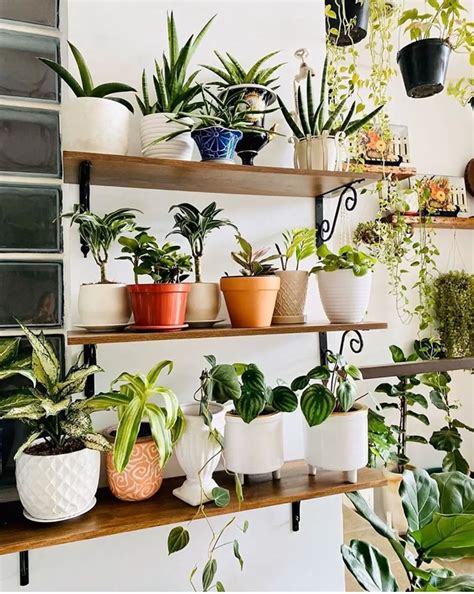 50 Plant Shelf Ideas For Your Home The Wonder Cottage