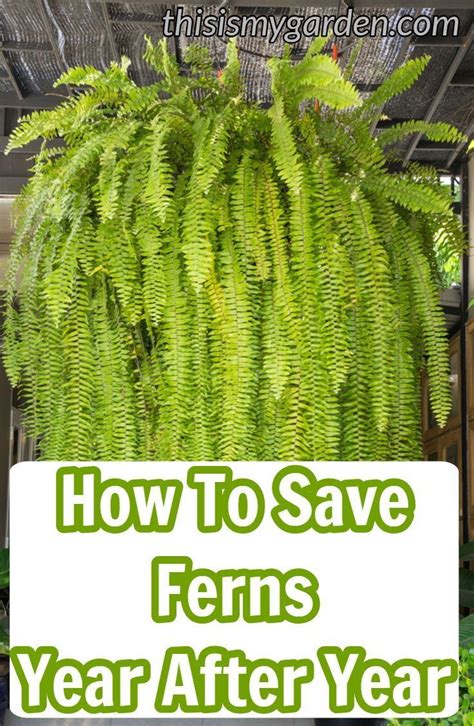 Outdoor Ferns In Pots A Guide To Growing And Caring For Ferns