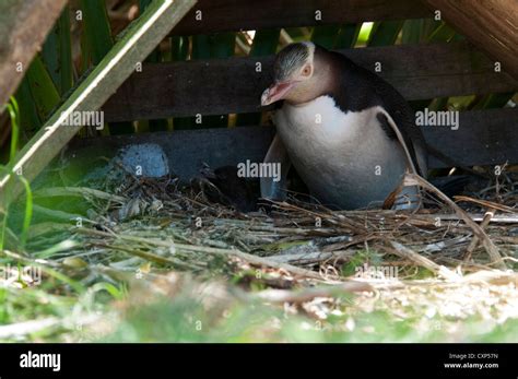 Yellow Eyed Penguin breeding in a provided shelter at Penguin Place on ...