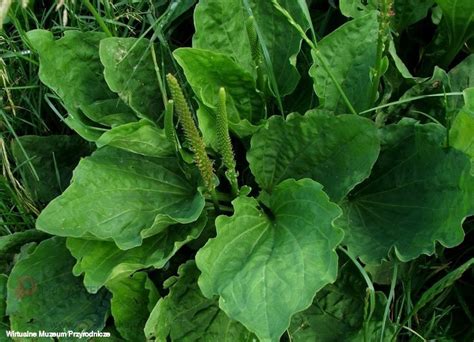 Babka Lancetowata Plantago Lanceolata Zio A Pro Apteka