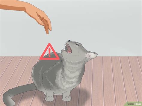 How To Pick Up A Cat Properly Without Getting Scratched