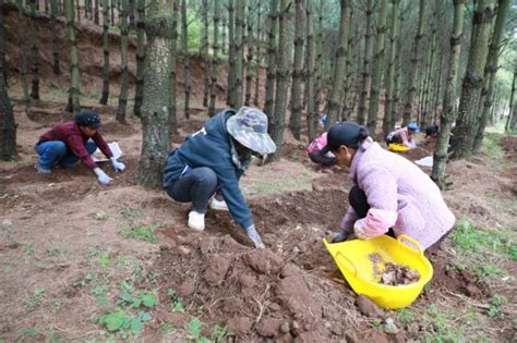 【走向乡村振兴】双龙镇高坡村： 林下种天麻 致富添新路澎湃号·媒体澎湃新闻 The Paper