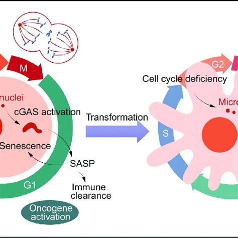 Cell Cycle Is Monitored By Checkpoints Dna Damage Checkpoint Dna Download Scientific Diagram