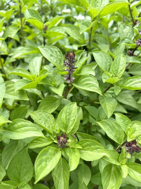 Fresh Ocimum Basilicum Plant In Nature Garden Stock Image Image Of