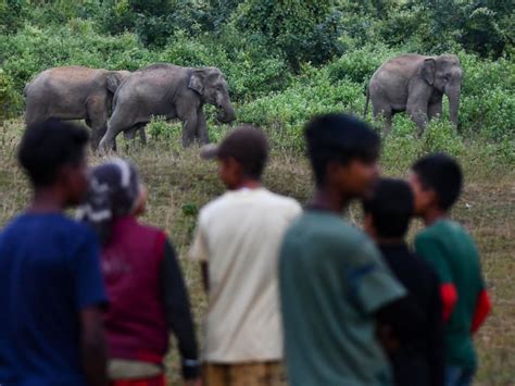 Jharkhand Conflict Between Humans And Elephants Increased 462 People Lost Their Lives In Five