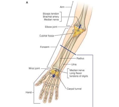 Forearm Flashcards Quizlet