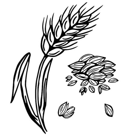 Premium Vector Wheat Plant Spikelets Vector Doodle Illustration