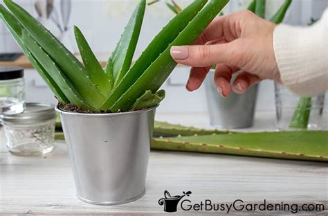 Harvesting Aloe Vera How And When To Cut The Leaves