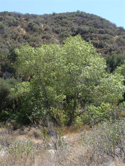 Fremont Cottonwood Populus Fremontii Ssp Fremontii