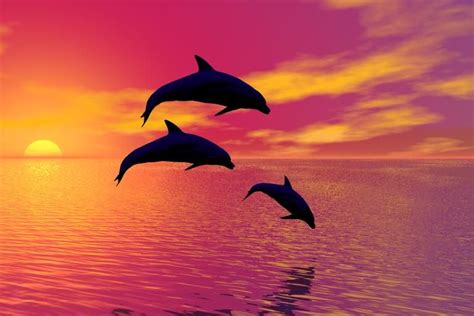 Pretty Dolphin Wallpapers