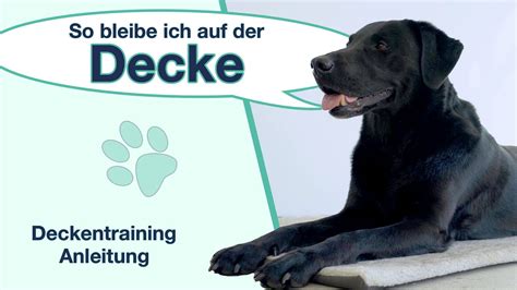 Hund Decke Beibringen So Bleibt Dein Hund Auch Wirklich Auf Seiner