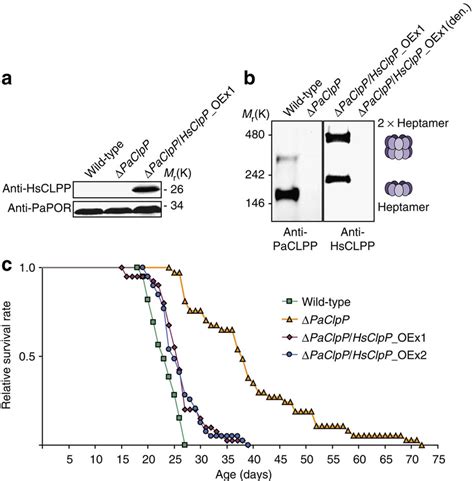 Heterologous Expression Of Human Clpp Complements The Longevity Download Scientific Diagram