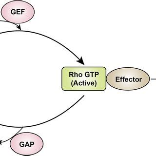 PDF The Role Of GTPase Activating Protein ARHGAP26 In Human Cancers