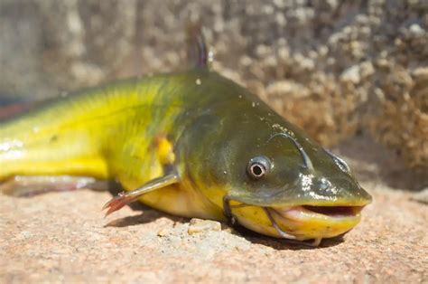 What is a Bullhead Catfish? | Reel Fishing Guru