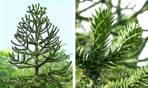 Araucaria Maestoso Albero Ma Anche Specie Da Appartamento