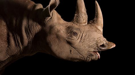 Sử Dụng Rhino 3d để Tạo Hiệu ứng đẹp Với Rhino 6 Change Background Color