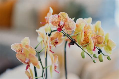 Como Fazer O Cultivo De Orqu Deas Em Apartamentos Blog Giuliana Flores