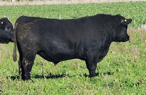 Taimate Angus Bull Sale Catalogue 2024 By Taimateangusbullsale Issuu