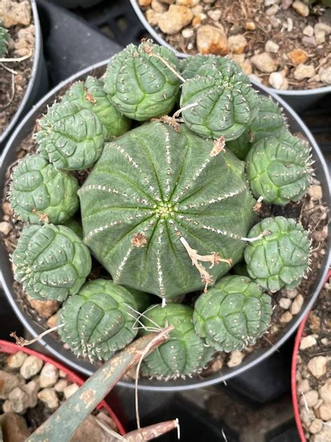 Euphorbia Obesa Succulents Euphorbia Kaktusy Sukulenty I Inne