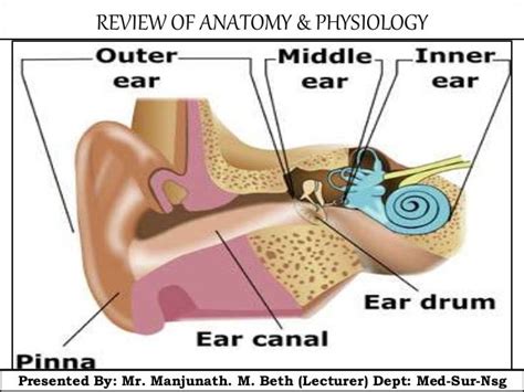 Tumors Ears