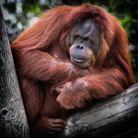 The Orangutan. A Poem | by Farah Egby | Weeds & Wildflowers | Medium