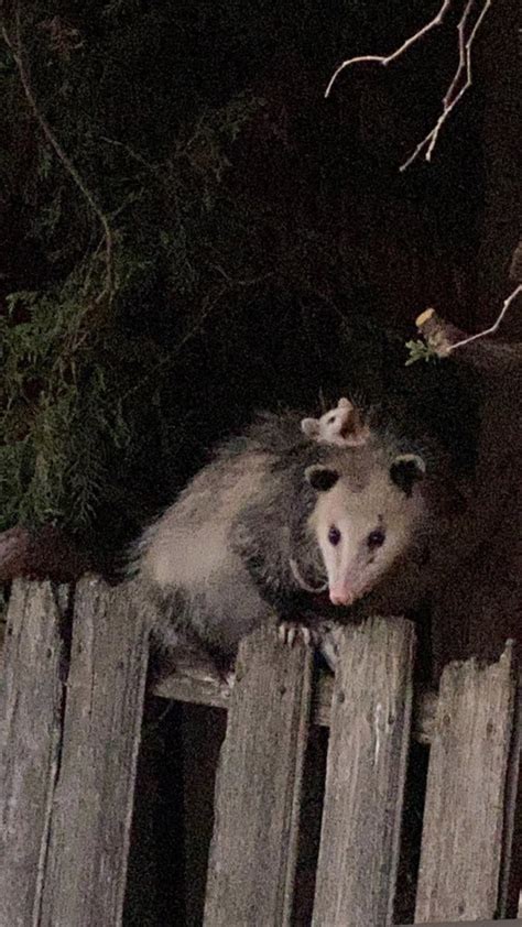 Possum Every Hour On Twitter