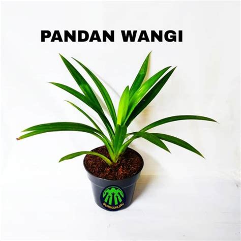 Jual Tanaman Pandan Wangi Bibit Pohon Pandan Wangi Tanaman Hias Murah