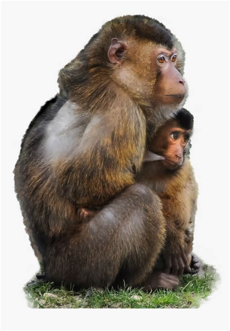 Monkey Png Transparent Koleksi Gambar