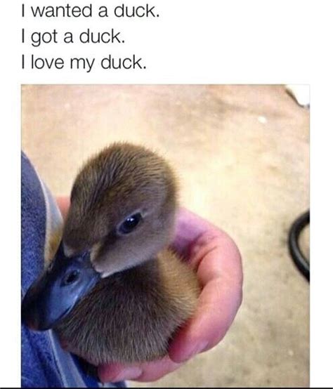 Ducks O O Meme By Skernzy Memedroid