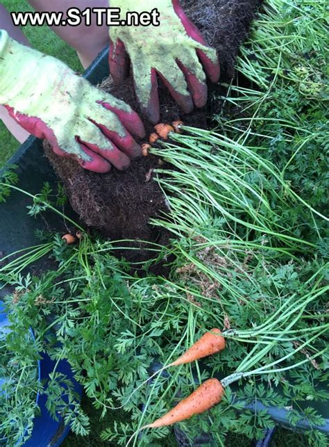 Growing Carrots In Containers Or Pots How To Guide And Tips