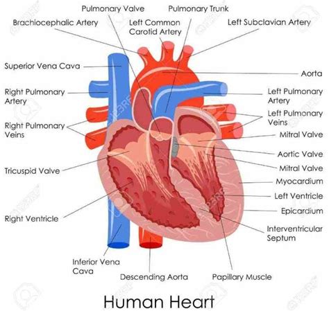 Vessels Opening Into Them The Wall Ventricles Internal Heart Internal