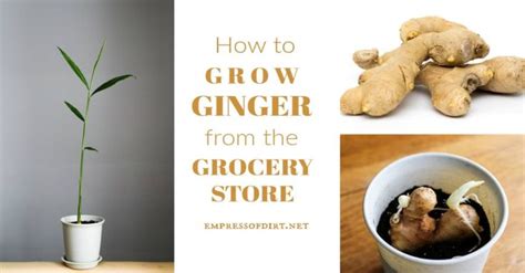 How To Sprout Ginger Root Indoor Growing Tips Empress Of Dirt