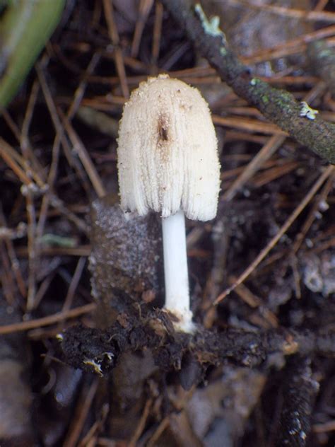 Coprinellus Sect Domestici From Monsanto Lisboa Portugal On November