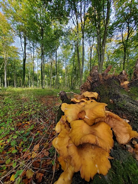 Photographs Of Collingbourne Wood Wiltshire England Fungi