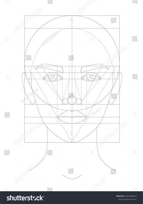 Les proportions idéales du visage Le image vectorielle de stock