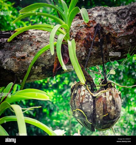 Tropische Orchideen Wachsen In Getrockneten Kokosnuss Topf Im Regenwald