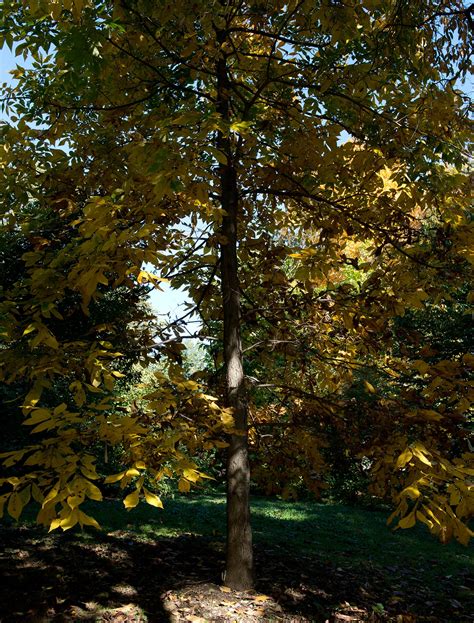 Shellbark Hickory | Medium Tree Seedling – The Jonsteen Company