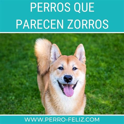 Pin En Perros