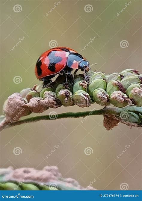 Escarabajo Coccinellidae O Koksi Con Manchas Negras Rojas Sobre Flores