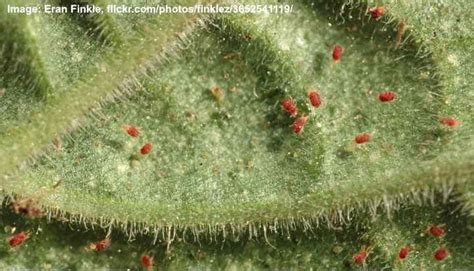 Red Spider Mites On Plants 9 Effective Ways To Kill Spider Mites