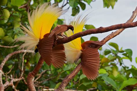 Most Terrifying & Amazing Creatures on Earth....: Greater Bird of ...