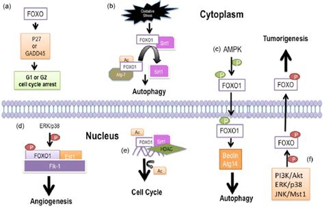 Role Of Foxo In Oscc A Foxo Induces Cell Cycle Arrest Through P