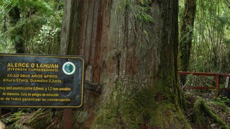 Rbol Milenario En El Parque Nacional Los Alerces