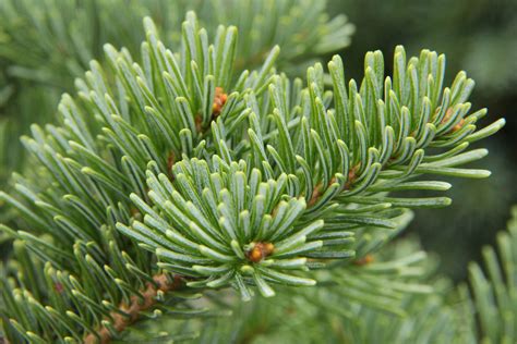 Subalpine Fir